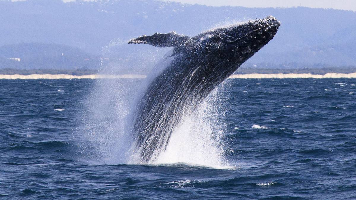 Una Ballena En Las Costas De Acapulco El Viral Que Da Esperanza As Mexico